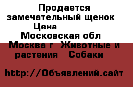 Продается замечательный щенок › Цена ­ 40 000 - Московская обл., Москва г. Животные и растения » Собаки   